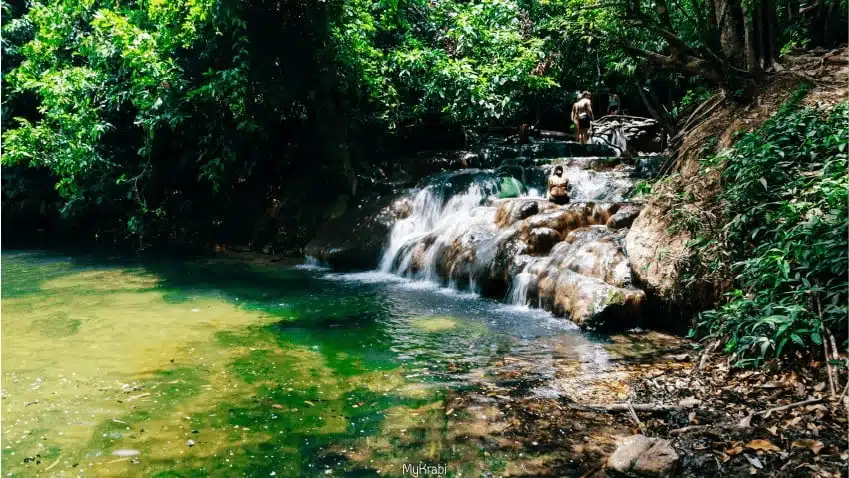 ป่าทุ่งเตียว จังหวัดกระบี่